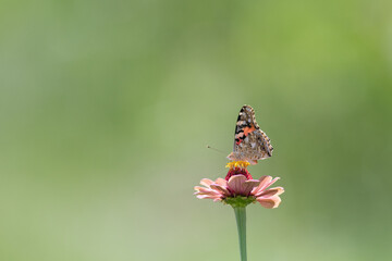 花に止まる綺麗な蝶	