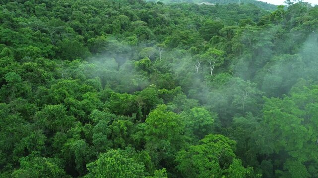 Campo vede, Neblina