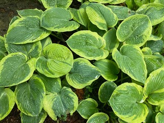 green hosta leaves background