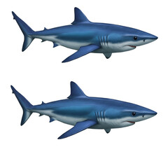 Obraz premium Realistic Illustration of Two Great White Shark on Transparent Background