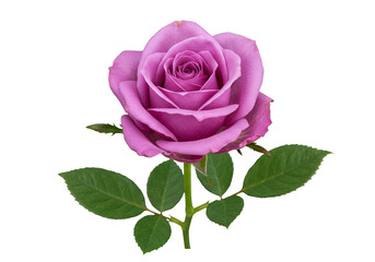 Naklejka premium Isolated Purple Rose with Transparent Background Botanical Bloom Flora