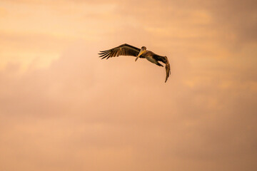 Sunset flight - Brown Pelican Aruba