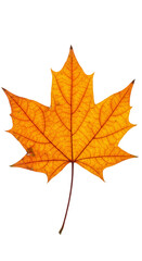 Fototapeta premium Isolated Transparent Background of Autumn Maple Leaf Yellow And Orange