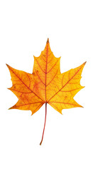 Obraz premium Isolated Transparent Background of Autumn Maple Leaf in Yellow and Orange