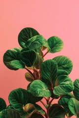 Obraz premium Green Leaf Plant on Pink Background