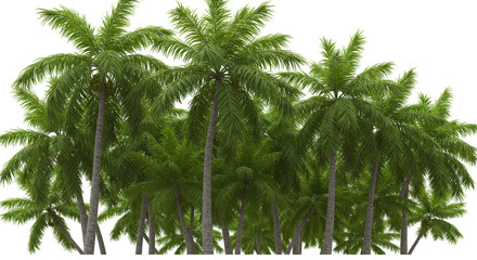 Fototapeta premium Isolated Transparent Background of Tropical Green Palm Trees Collection