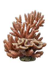 Isolated Transparent Coral Reef Marine Life Underwater Ocean Scene