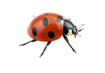 Isolated Transparent Macro Photo of Red Ladybug Insect Detailed Close Up