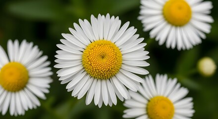 Fototapeta premium white daisy flower
