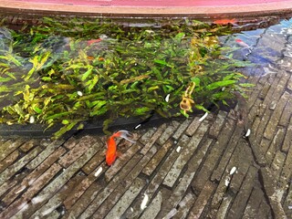 Beautiful koi fish in pool orange yellow fish with white tail crystal clear water with green seaweed relaxing mind ornamental fish tranquility place 