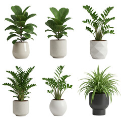 Fototapeta premium Potted Houseplant Set in Ceramic Pots Isolated Transparent Background
