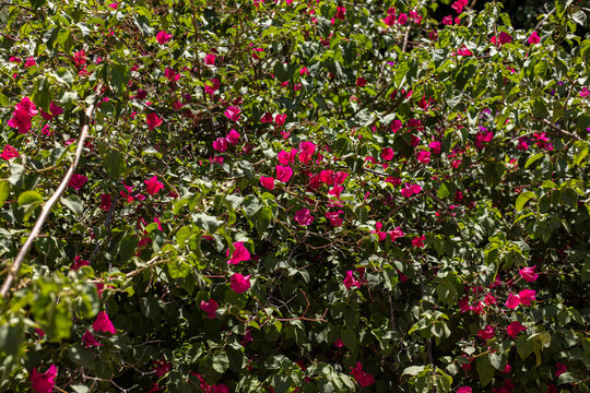 canva de flores de bugambilias, color rosa mexicano o magenta con hojas verdes, arbusto