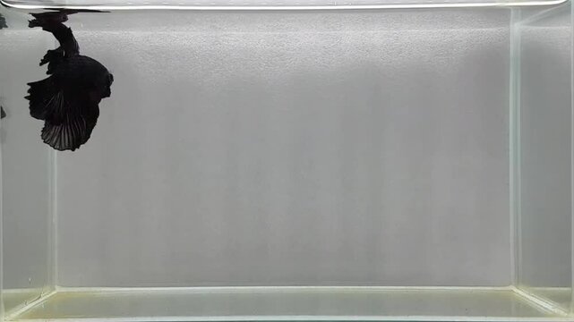 Betta fish male Fancy Black Milano Rose Tails Halfmoon long tails from Thailand, Siamese fighting fish isolated on Grey Background