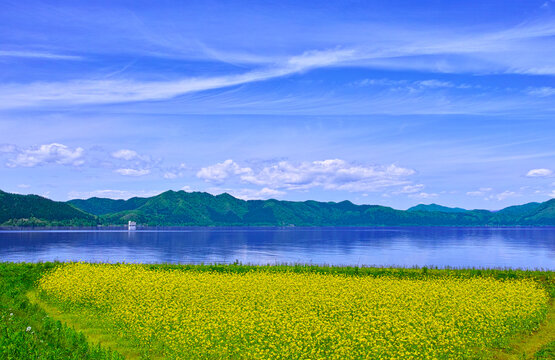 新緑の秋田県仙北市にある田沢湖、その湖畔に咲く菜の花畑と田沢湖の景観
