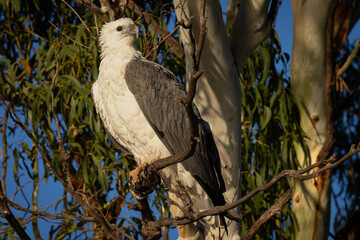 White-bellied Sea-eagle (Haliaeetus leucogaster), Canberra, ACT, May 2025