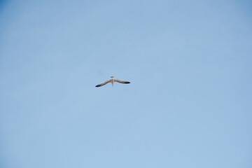 Obraz premium Flying seagull in the blue sky