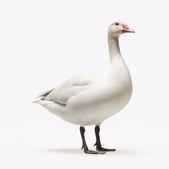 Obraz premium Graceful White Goose. Majestic Waterfowl Photography in Natural Habitat