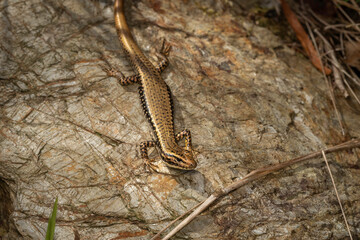 Yellow-bellied Water Skink (Eulamprus heatwolei), Narooma, NSW, December 2024