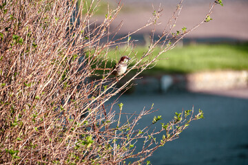 Great tit on a branch in a hedge