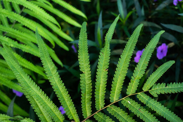 green ferns in the forest