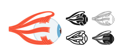 Human eyeball symbol set. Anatomical structure of the eye muscles symbol white background. Drawing human organ of vision structure for medical infographic, children simple design vector illustration