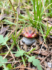 Obraz premium Meerrettich, Armoracia rusticana, auf einer Wiese