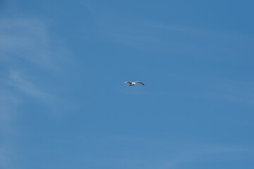 Common seagull flying with blue sky