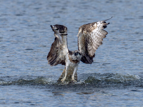 Osprey in flight carrying a freshly caught fish.