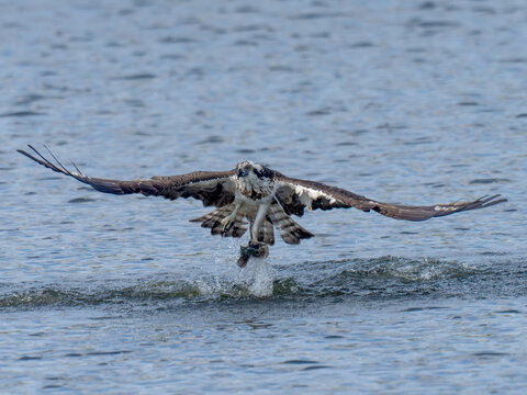 Osprey in flight carrying a freshly caught fish.