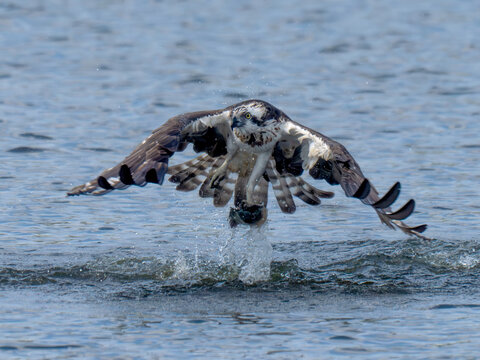 Osprey in flight carrying a freshly caught fish.