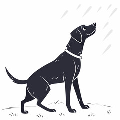 Happy black labrador retriever dog looking up at rain