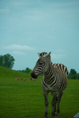 Zebra in the Nature.