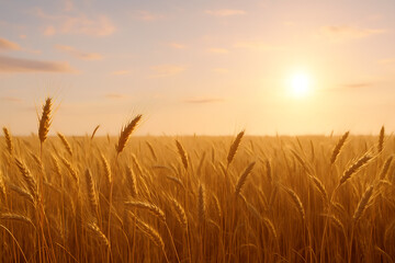 Obraz premium Golden Wheat Field at Sunset with Bright Sun and Clear Sky