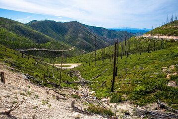 Logging Road Through Green Hills
