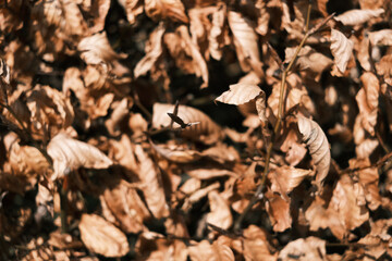 A close up of a pile of brown leaves with a bird flying through it