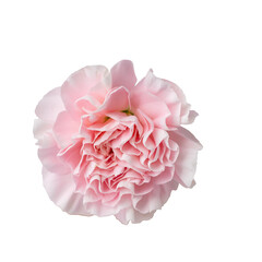 High Quality PNG of pink carnation flower isolated on white background.