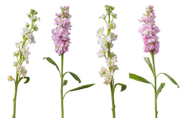 High Quality PNG of stock flowers on white background, pink and white