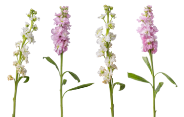 High Quality PNG of stock flowers on white background, pink and white