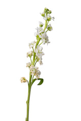 High Quality PNG of white Matthiola Incana stock flower isolated on white background.