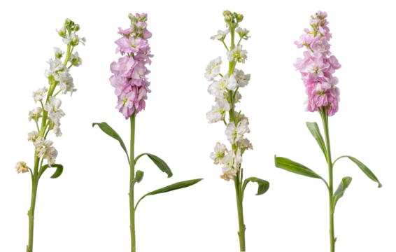 High Quality PNG of stock flowers on white background, pink and white