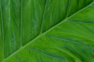 Leaf of philodendron covered in dew © Lucia Tieko