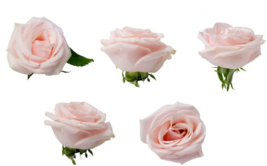 High Quality PNG of pink roses isolated on white background