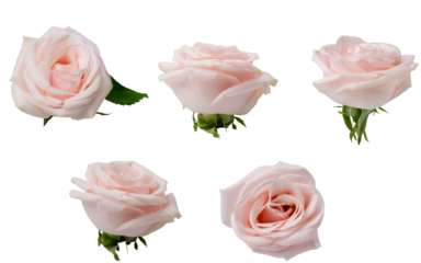 High Quality PNG of pink roses isolated on white background