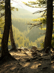 autumn in the forest