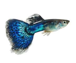 A blue guppy fish | transparent png