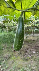 Hanging Bottle Gourd Fresh Green Vegetable with Faint Yellow Spots Growing on a Vine