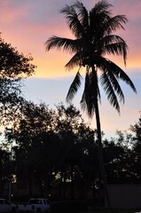 palm tree silhouette