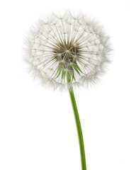 Close-up of a Mature Dandelion Seed Head on White Background Nature Photography