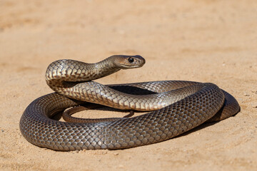 Australian highly venomous Eastern Brown Snake