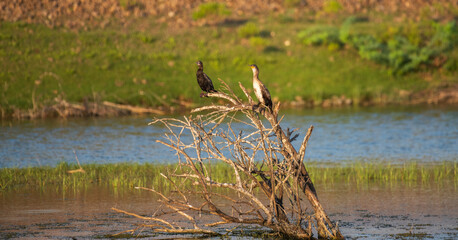 Two cormorants perch on dry branches emerging from a calm wetland surrounded by water and lush greenery
